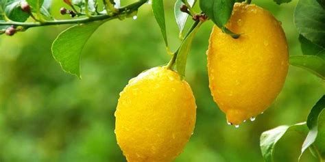 tuzlu limon yemenin faydaları